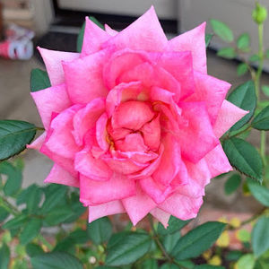 Meet your Posher, Anasophia